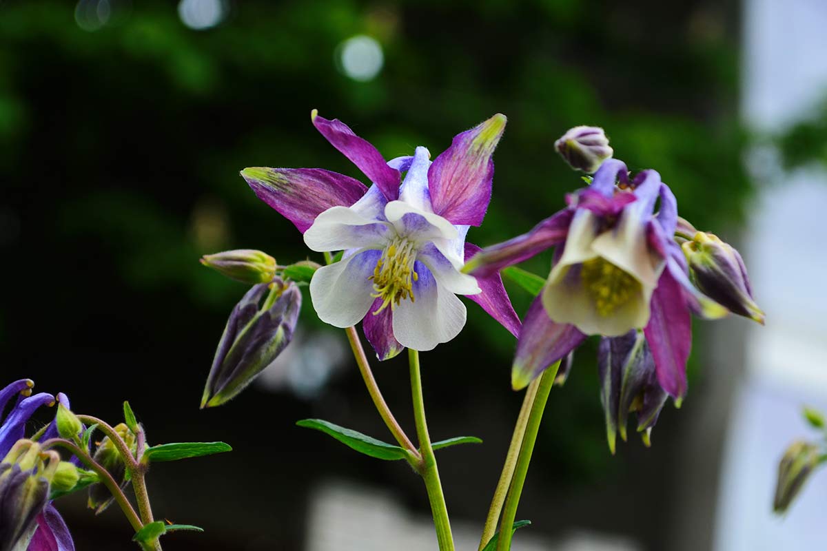 Bens Botanicals website built by Joe Joubert