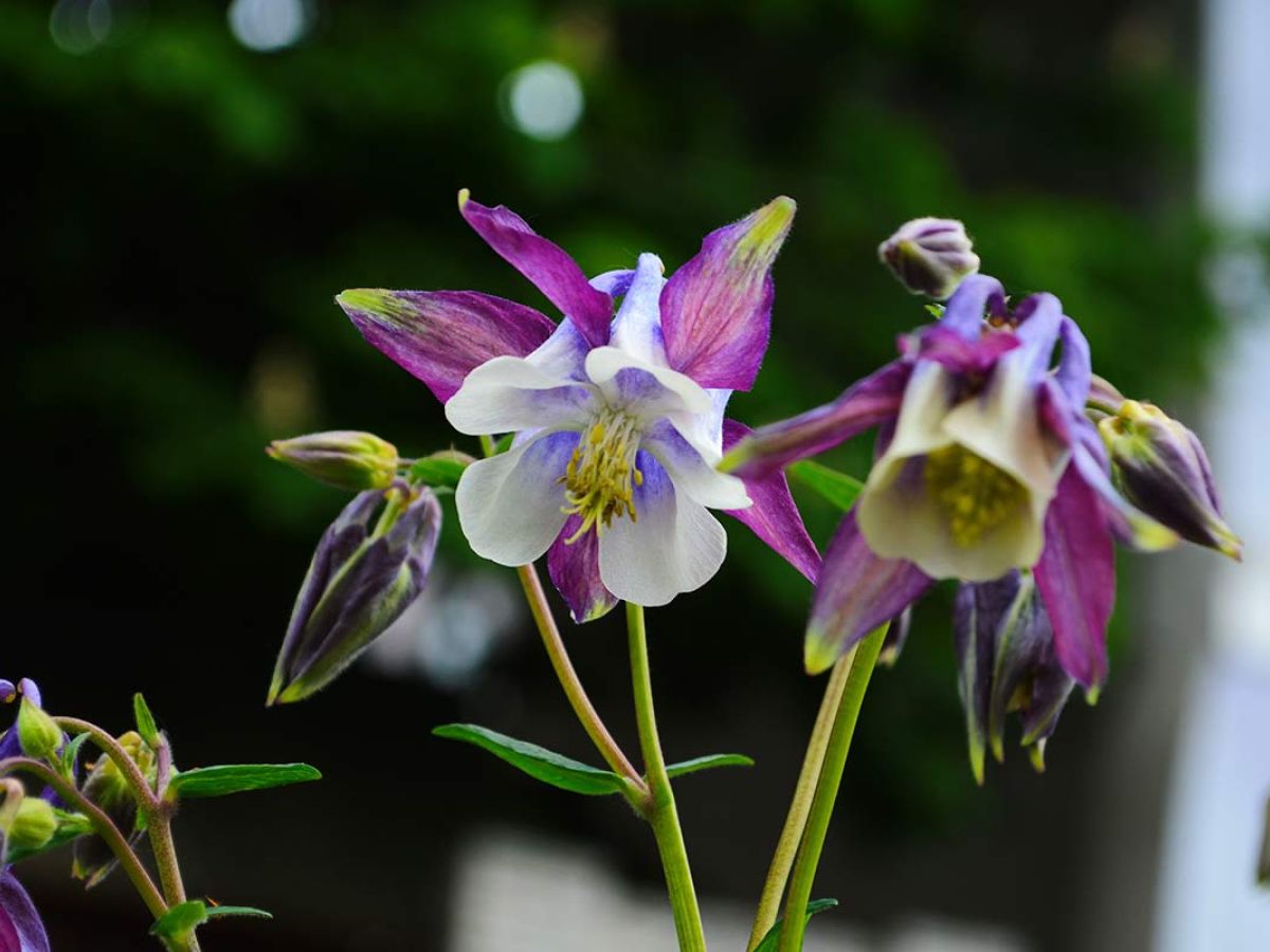 Ben’s Botanicals website built by Joe Joubert